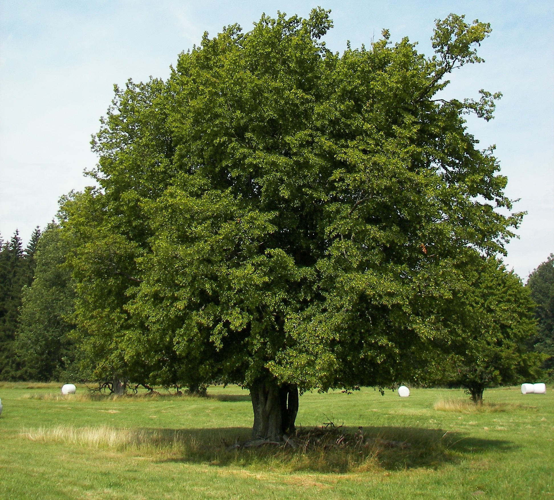 Carpinus betulu